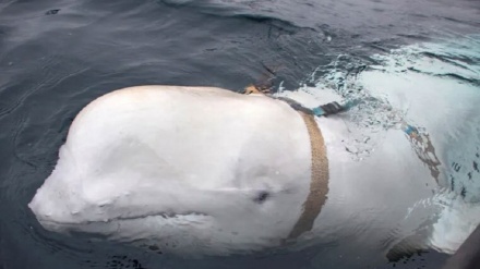 疑似俄罗斯“间谍鲸鱼”加速移动进入瑞典海岸
