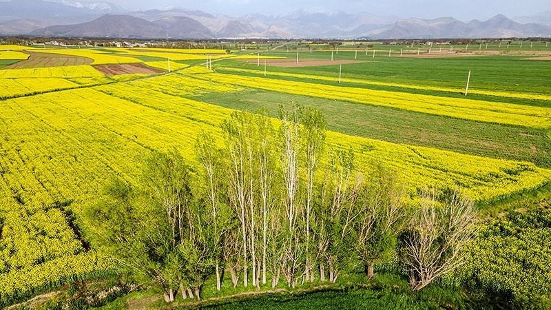 イラン西部・ロレスターン州でのセイヨウアブラ畑