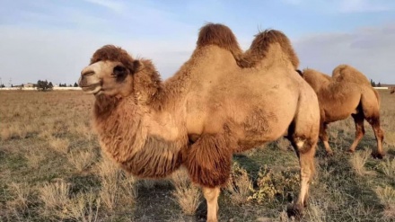 Iran, FAO in joint project to protect Bactrian camel