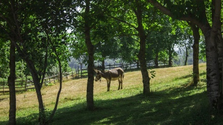 Tolışə məntəğəonədə obdonəkə koon