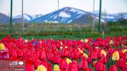 (FOTO DEL GIORNO) Campo di tulipani a Sefideh Khan di Tabriz