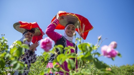 Prodhimi i lëngut të destiluar të luleve në Dudange të qytetit Sari në Iran/foto