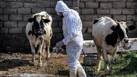 Эбола вируси сабаб Ироқда  20 нафар вафот этди