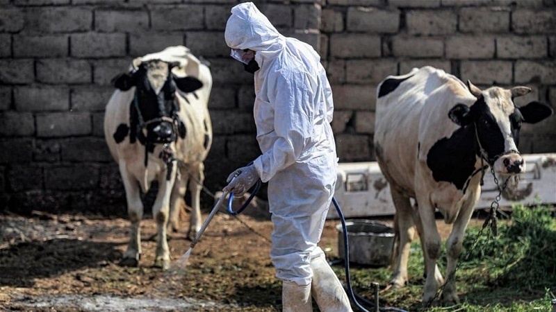 Эбола вируси сабаб Ироқда 20 нафар вафот этди