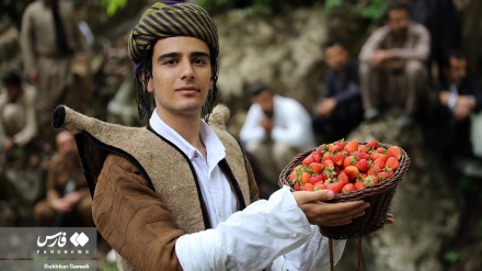 Festivali i katërt i luleshtrydheve në Shajan të Iranit/Foto