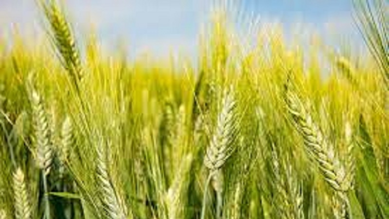 L'Ue proroga le restrizioni sull'export del grano ucraino