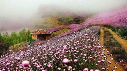 Tolışə nəğmə...