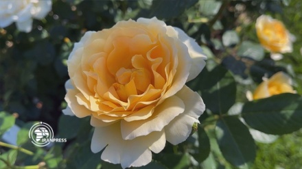 伊ローマの花園に、イラン産のバラ