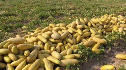 آفات طبیعی در ننگرهار به حاصلات خربزه آسیب زده‌است