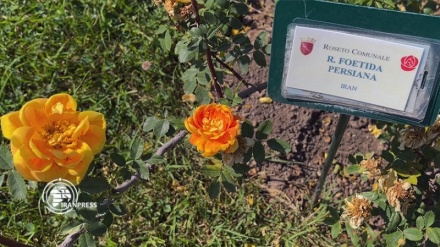 (VIDEO) R. Foetida Persiana al Roseto di Roma