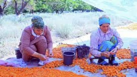 Содироти зардолуи Тоҷикистон ба Эрону Арабистон