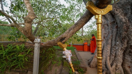 Klaim Palsu Beredar di Sekitar Pohon Tersuci di Sri Lanka