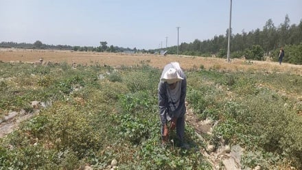 ننګرهار کښې د خټکیو فصلونو ته زیات تاوان رسیدلی نور حال دلته لرو