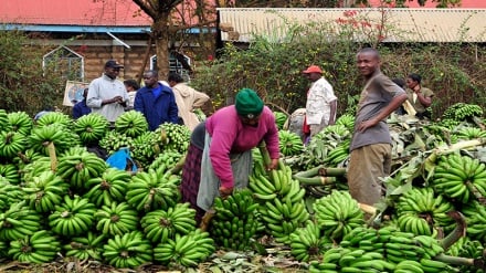 Utoshelevu wa chakula; Afrika yatakiwa iongeze bajeti kwenye kilimo
