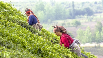 北部ギーラーン州での茶葉の収穫