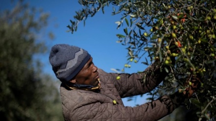 Afrika Selatan Memasuki Pasar Minyak Zaitun Mewah