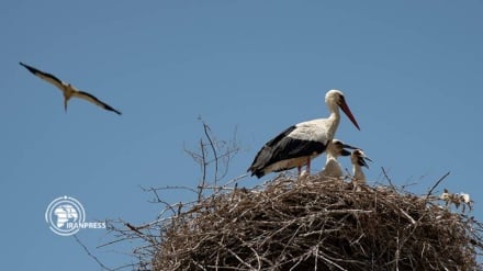 (FOTO) Zarivar, villaggio delle cicogne - 1