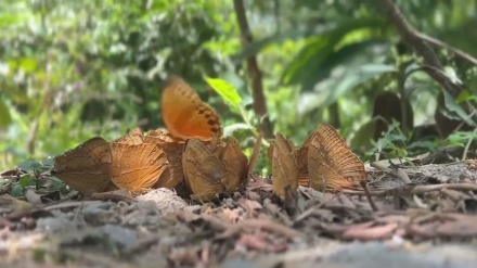 中国雲南省金平県で年に一度の蝶が一斉に羽化する光景