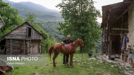 Jeta në lartësitë e pyjeve Hirekan të Iranit/Foto