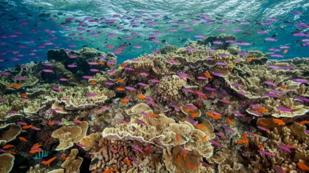 Mengenal Great Barrier Reef Australia