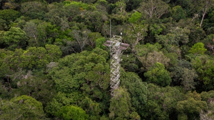 Mensimulasikan Perubahan Iklim di Amazon, Ilmuwan Pelajari Dampaknya