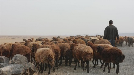 ایران ورود دام زنده از افغانستان را ممنوع کرد