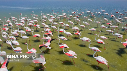 (FOTO DEL GIORNO) Lago Urmia, lo spettacolo dei fenicotteri rosa