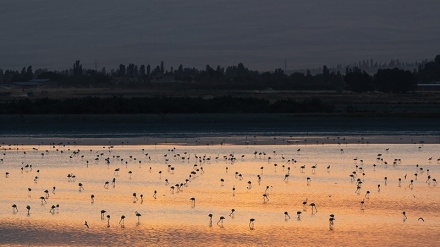 Puluhan Ribu Flamingo Singgah di Danau Urmia (2)