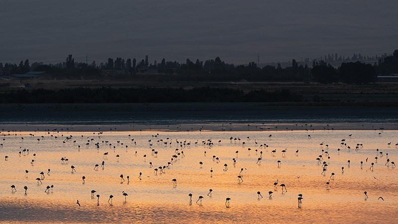 Flamingo singgah di lahan basah Taman Nasional danau Urmia, Iran.