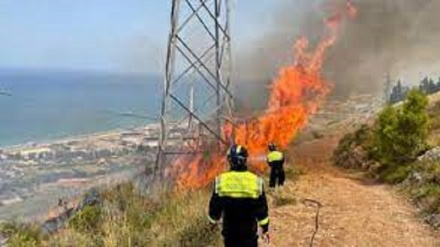 Incendi in Sicilia, «perduto il 40% del raccolto di uva» +VIDEO