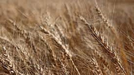 Russia ha un piano per inviare il suo grano all'Africa