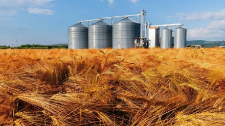 Iran’s grains storage rose 5.9% in 2022: FAO