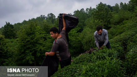  تصاویر: چای ایرانی