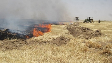  صهیونیست‌ها مزارع فلسطینیان را آتش زدند