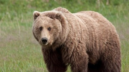 (VIDEO) Iran, Mamma orsa con i suoi cuccioli 