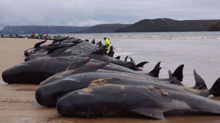 Scozia, oltre 50 balene morte spiaggiate sull'Isola di Lewis + VIDEO