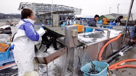 Fukushima-Fisch mit 180-fachem Grenzwert für radioaktives Cäsium gefunden