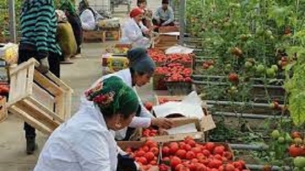 افزایش میزان صادرات میوه و سبزیجات از تاجیکستان به روسیه