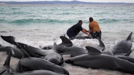 オーストラリアで約100頭のクジラ打ち上げられる