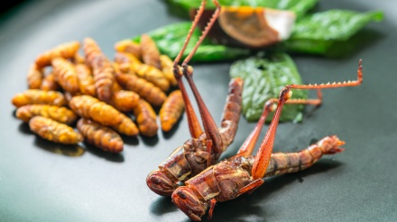 日本で広がる昆虫食、初心者も食べやすいスナックや食事系も