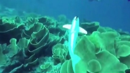 ربات ماهی که زیر دریا تحقیقات می‌کند