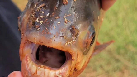 د انسانانو د غاښونو په شان غاښونه لرونکي کبان هم شته 