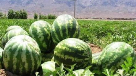 د هندواڼو سږني حاصلات ښه خو بازار یې پیکه دی