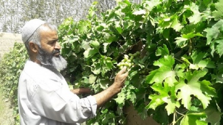کاهش ۱۵ درصدی حاصلات انگور در هرات