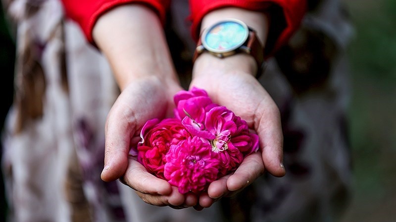 Bunga mawar di desa Ansarood di Tabriz, Iran.