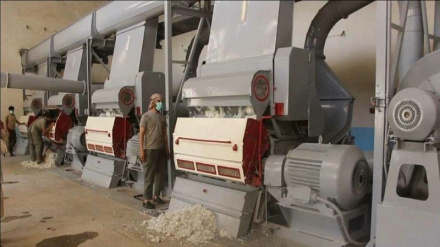 سپین‌زر دولتي شرکت په ۴ میاشتو کې ۳۷۰ مټریک ټنه پنبه تولید کړې