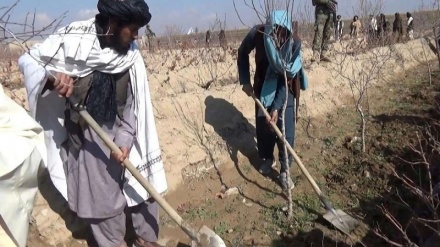  پاکسازی مزارع خشخاش در شمال افغانستان 