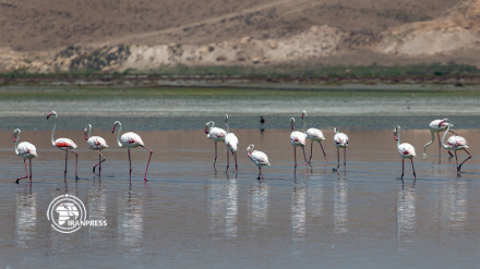 (VIDEO) Iran, l'Azerbaijan occidentale ospita un gruppo di flamingo