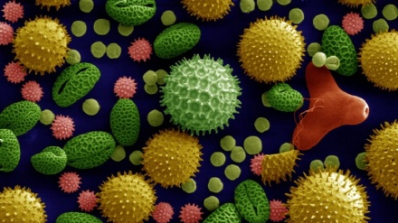 La storia dell'antica Roma nei pollini in fondo al Tirreno