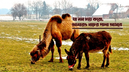 যা মন চায় করো, আমারও নাচের পালা আসবে